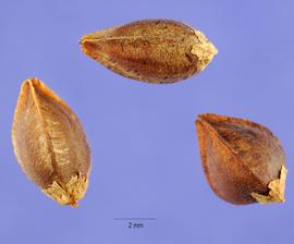   Fruit:     Fagopyrum esculentum ; Photo by S. Hurst, USDA-NRCS Plants Database
